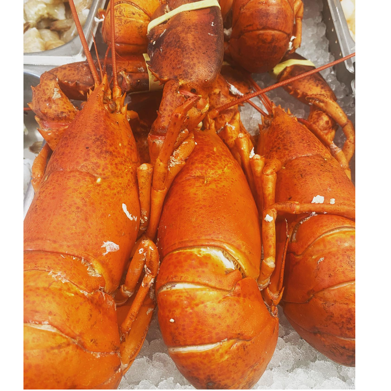 Lobster - Live (under 2lbs) Main Image